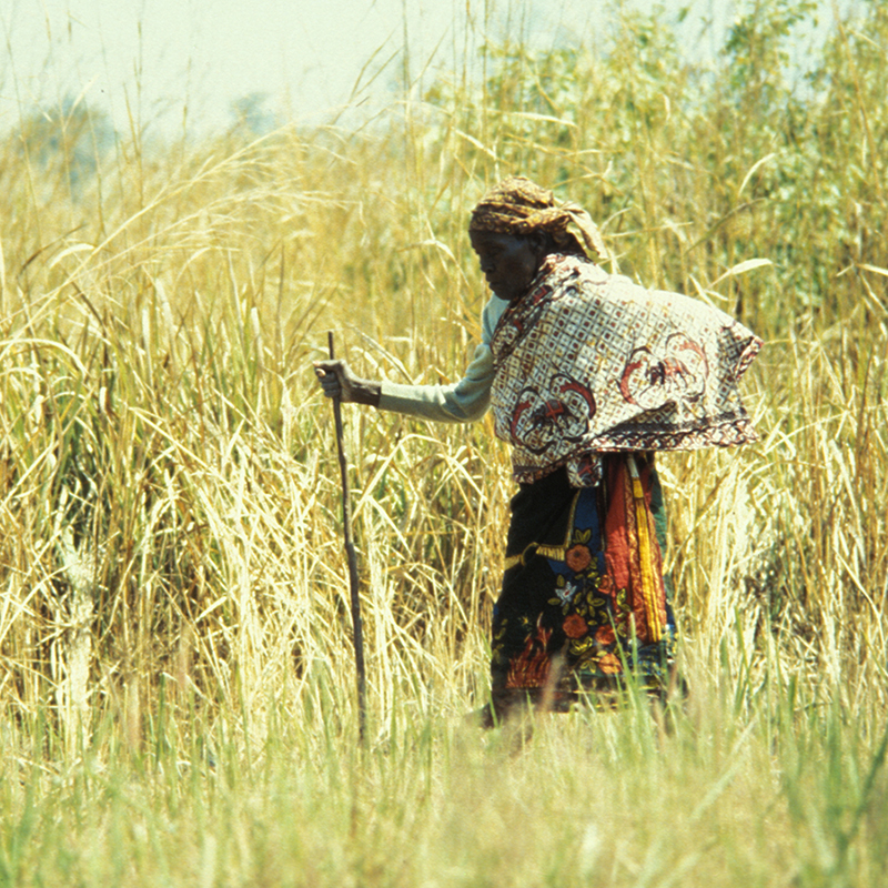 Woman in the fields